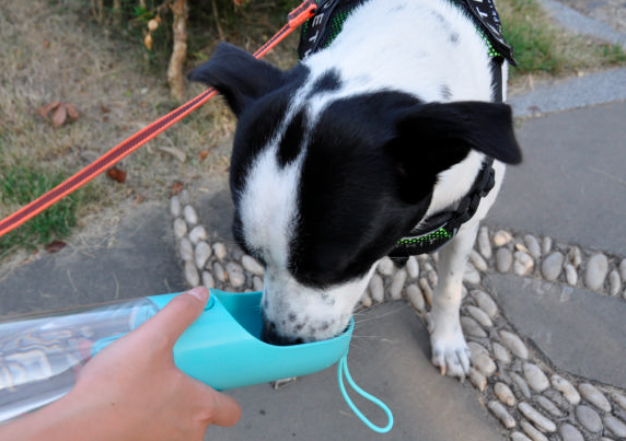 狗狗一天需要喝多少水？这四个知识点必须牢记！